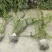 20美植袋迎春花