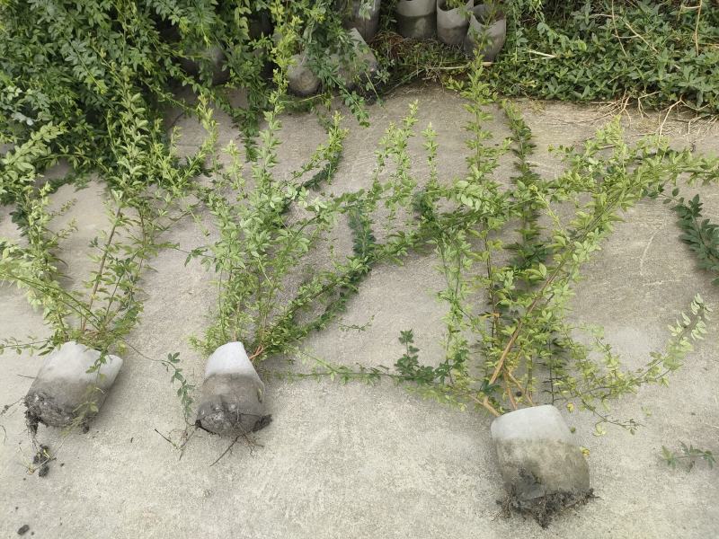 20美植袋迎春花