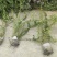 20美植袋迎春花
