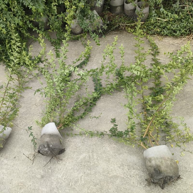 20美植袋迎春花