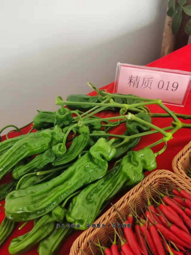 大家族辣椒种子深绿皮大果薄皮椒种子早熟抗病皮薄味较辣