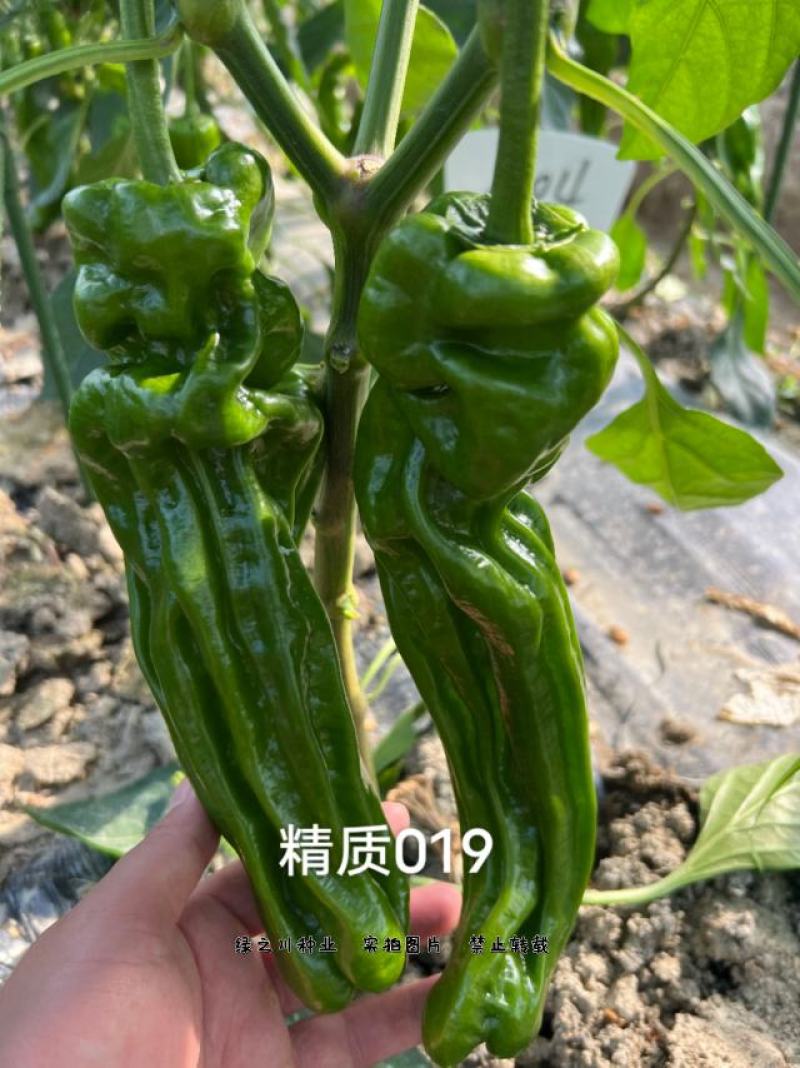 大家族辣椒种子深绿皮大果薄皮椒种子早熟抗病皮薄味较辣