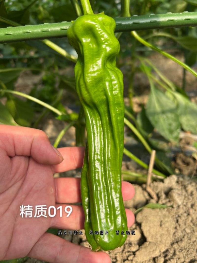 大家族辣椒种子深绿皮大果薄皮椒种子早熟抗病皮薄味较辣