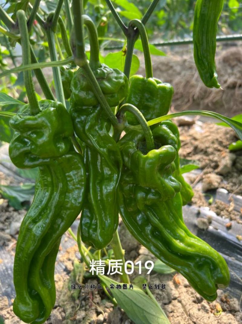 大家族辣椒种子深绿皮大果薄皮椒种子早熟抗病皮薄味较辣
