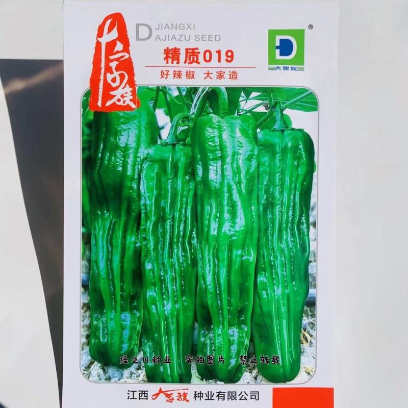 大家族辣椒种子深绿皮大果薄皮椒种子早熟抗病皮薄味较辣