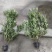 16杯海桐绿篱高度1米-1.2米冠幅40-60
