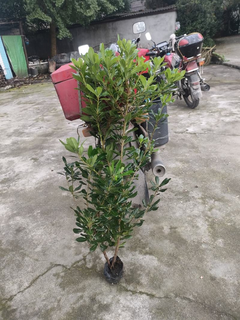 16杯海桐绿篱高度1米-1.2米冠幅40-60