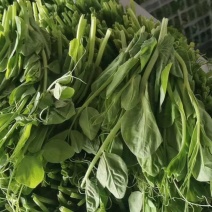 豌豆苗豌豆尖豆尖白菜苔甜菜苔都有