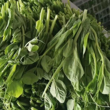 豌豆苗豌豆尖豆尖白菜苔甜菜苔都有