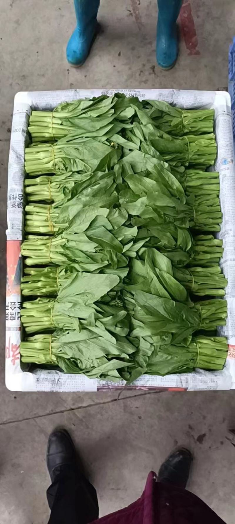 豌豆苗豌豆尖豆尖白菜苔甜菜苔都有