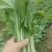 豌豆苗豌豆尖豆尖白菜苔甜菜苔都有
