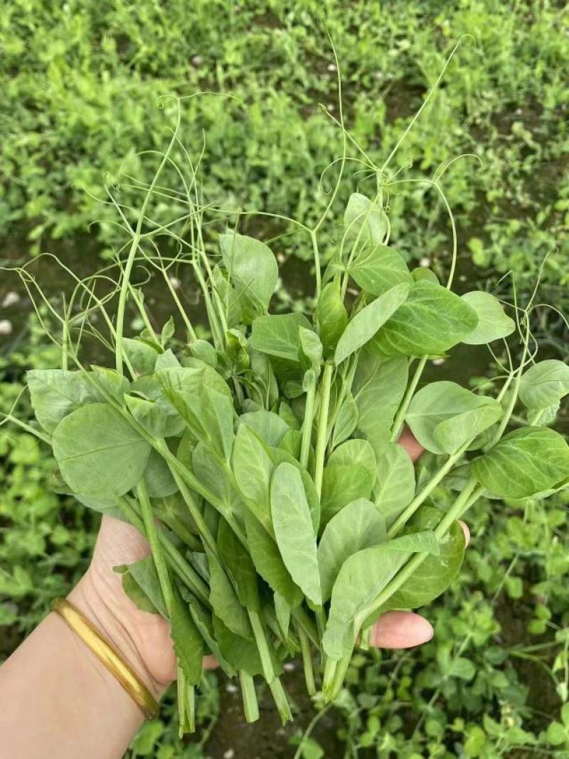 豌豆苗豌豆尖豆尖白菜苔甜菜苔都有