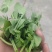 豌豆苗豌豆尖豆尖白菜苔甜菜苔都有