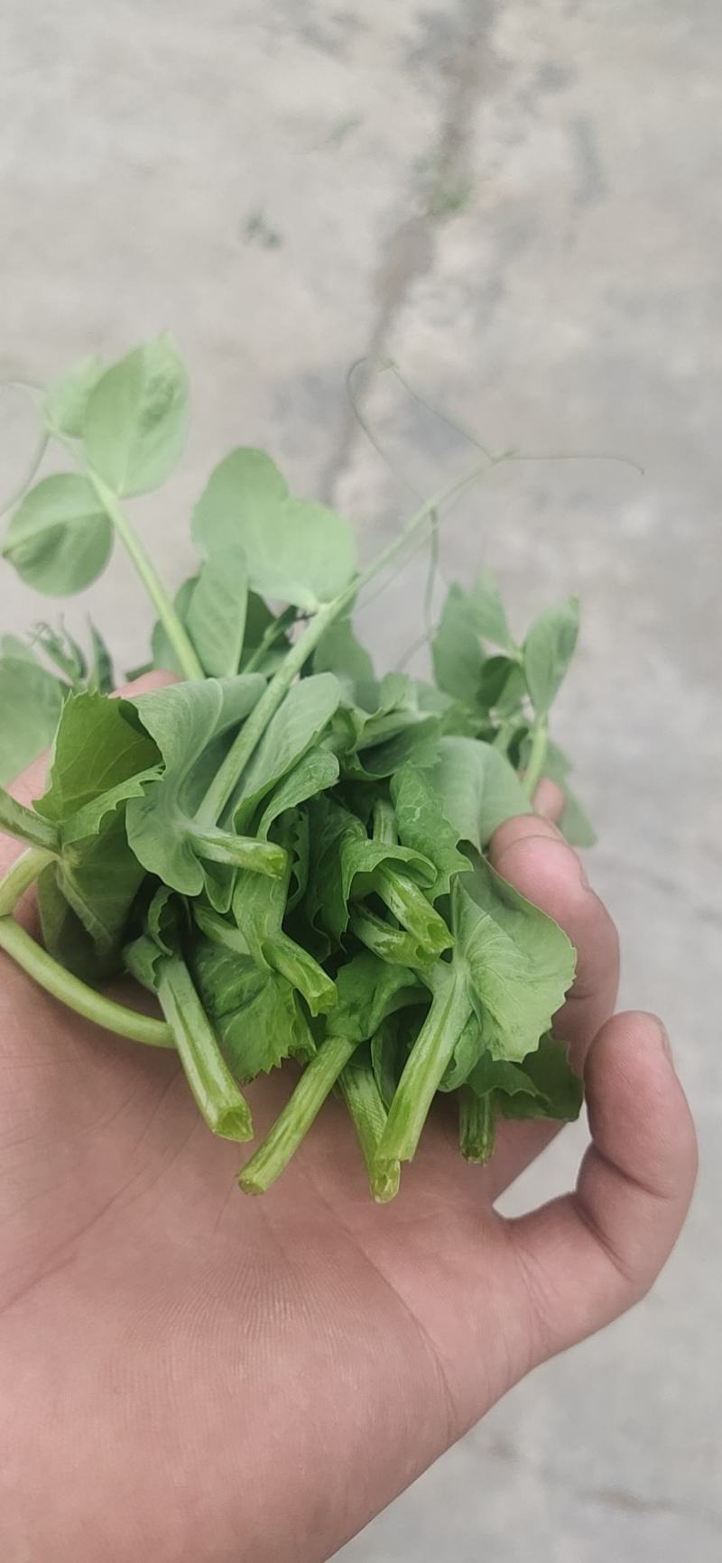 豌豆苗豌豆尖豆尖白菜苔甜菜苔都有