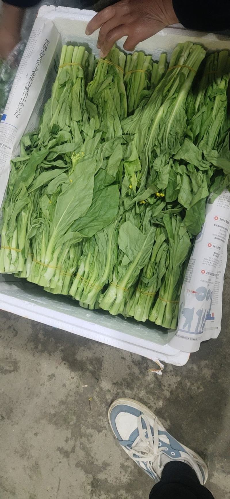 豌豆苗豌豆尖豆尖白菜苔甜菜苔都有