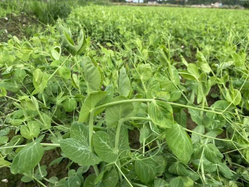 豌豆苗豌豆尖豆尖白菜苔甜菜苔都有