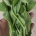 豌豆苗豌豆尖豆尖白菜苔甜菜苔都有
