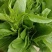 豌豆苗豌豆尖豆尖白菜苔甜菜苔都有