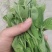 豌豆苗豌豆尖豆尖白菜苔甜菜苔都有
