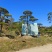 造型松，平顶松基地直供自然园林景观松造型松基地