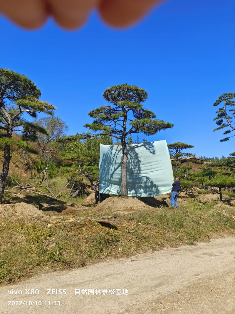 造型松，平顶松基地直供自然园林景观松造型松基地