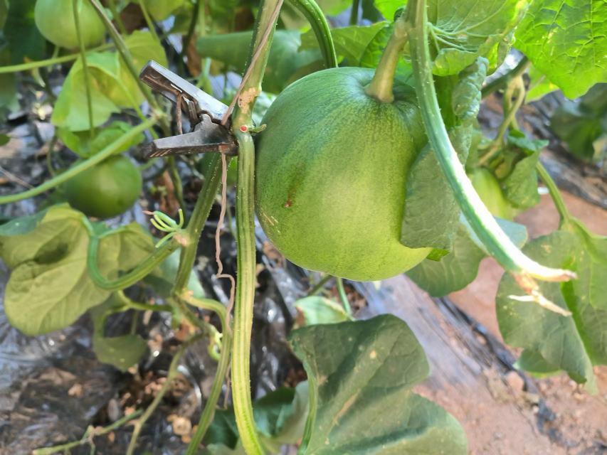 绿宝甜瓜植株与果实特写