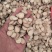 出口精品白芍2斤起批包邮量大电议欢迎咨询各种中药材