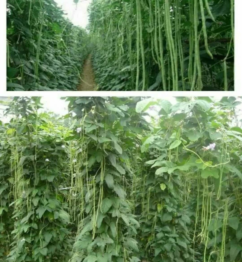 干豆角新货豇豆长豆角干菜脱水蔬菜农家自制长豆角包邮
