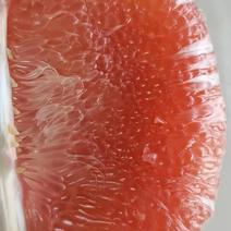 红宝石柚子，三红柚子质量量大从优欢迎订购