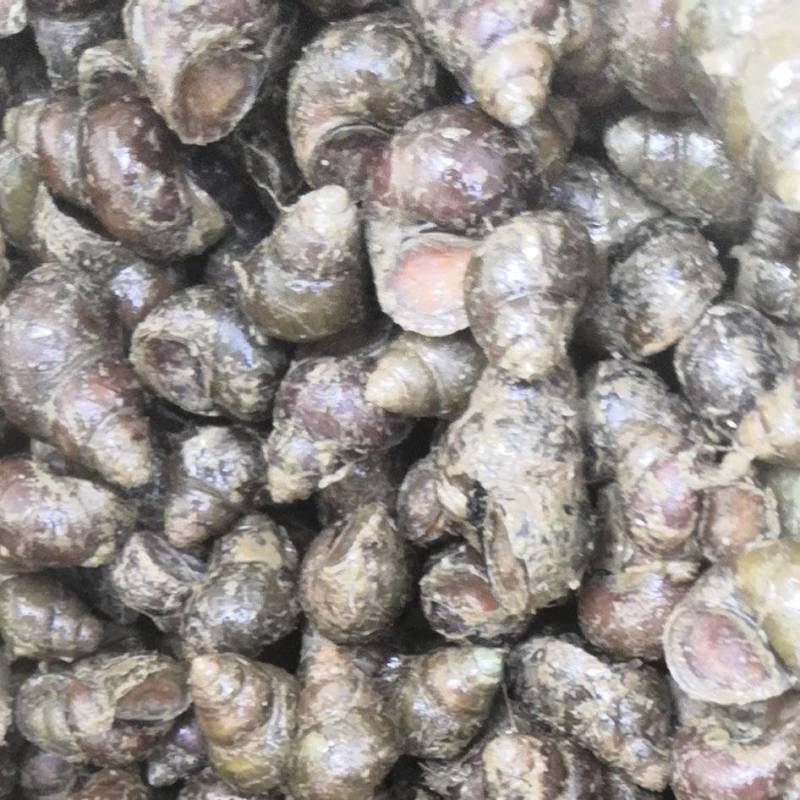 1.4以上，上不封顶薄壳螺，颜色好看，壳薄。欢迎大家咨
