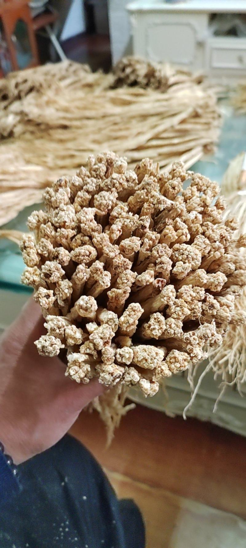 甘肃定西白条党参有硫货产地打包一手货源精选把子批发药材