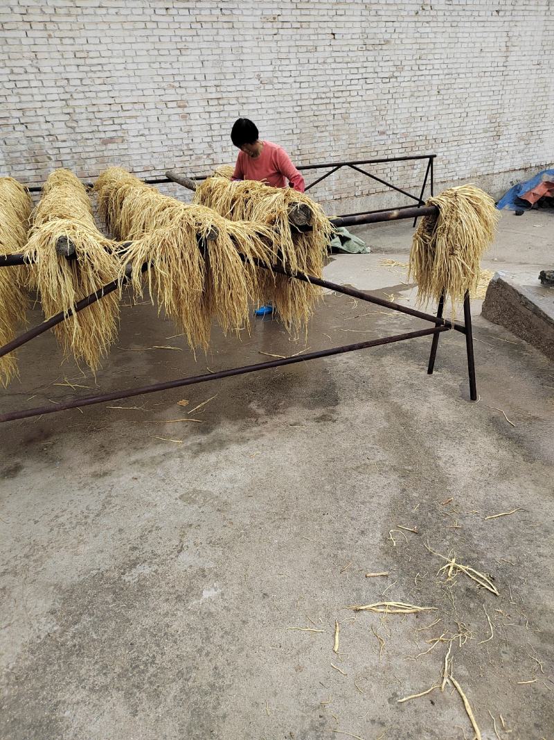 甘肃定西白条党参有硫货产地打包一手货源精选把子批发药材