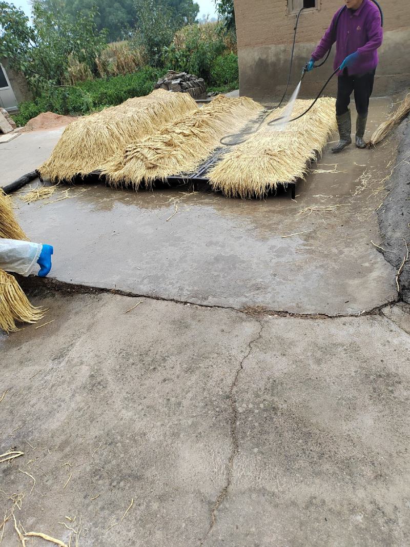 甘肃定西白条党参有硫货产地打包一手货源精选把子批发药材