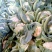 菜花1斤，实花紧密，乳白，花型好看，无鼓包