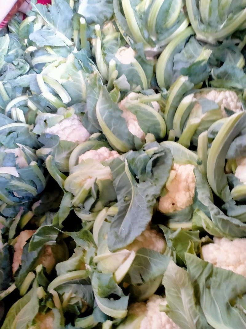 菜花1斤，实花紧密，乳白，花型好看，无鼓包