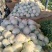 菜花1斤，实花紧密，乳白，花型好看，无鼓包