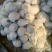 菜花1斤，实花紧密，乳白，花型好看，无鼓包