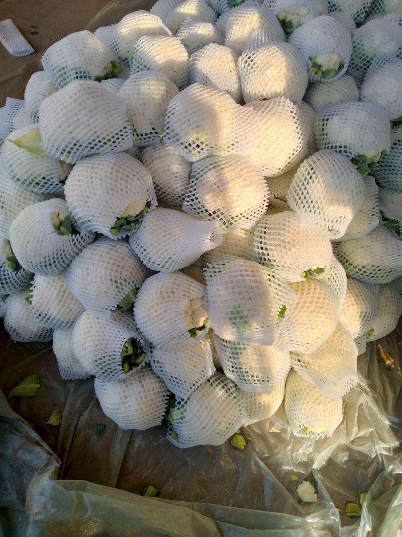 菜花1斤，实花紧密，乳白，花型好看，无鼓包