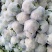 菜花1斤，实花紧密，乳白，花型好看，无鼓包