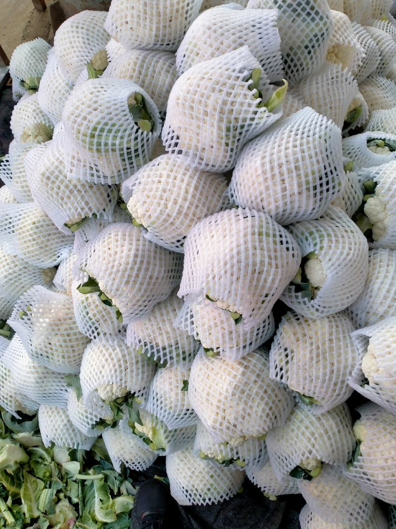 菜花1斤，实花紧密，乳白，花型好看，无鼓包