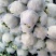 菜花1斤，实花紧密，乳白，花型好看，无鼓包