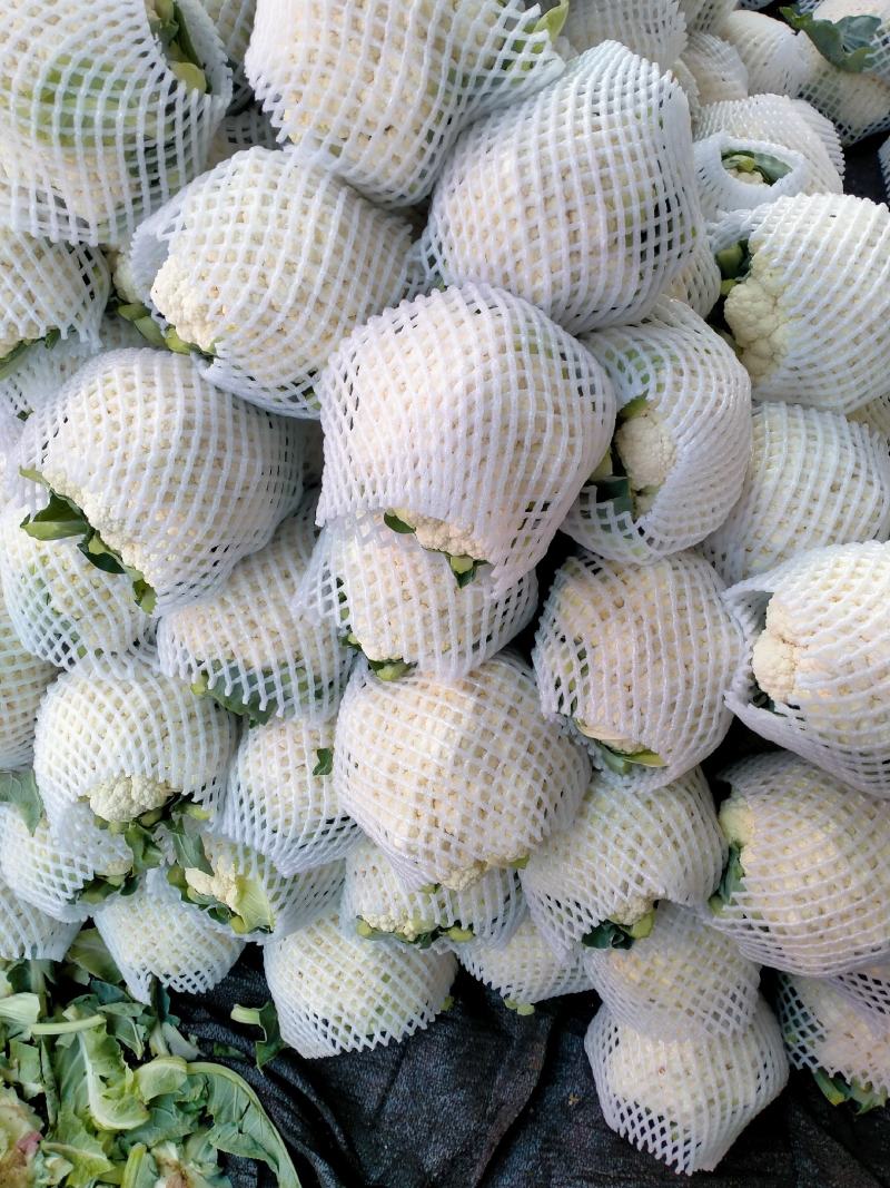 菜花1斤，实花紧密，乳白，花型好看，无鼓包
