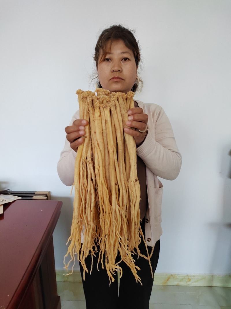 甘肃定西白条党参有硫货产地打包一手货源精选把子批发药材