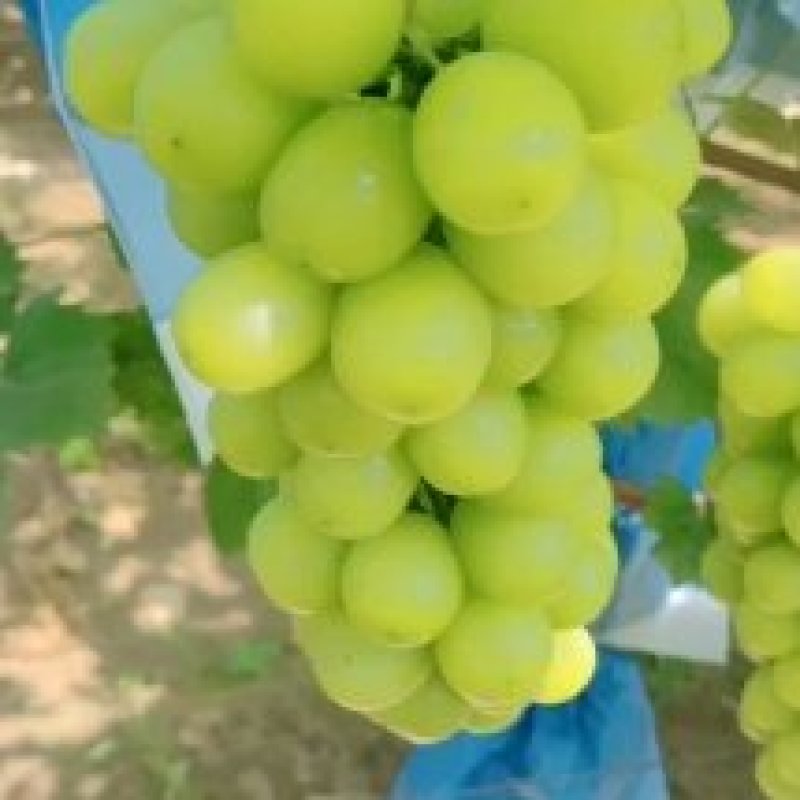 阳光玫瑰