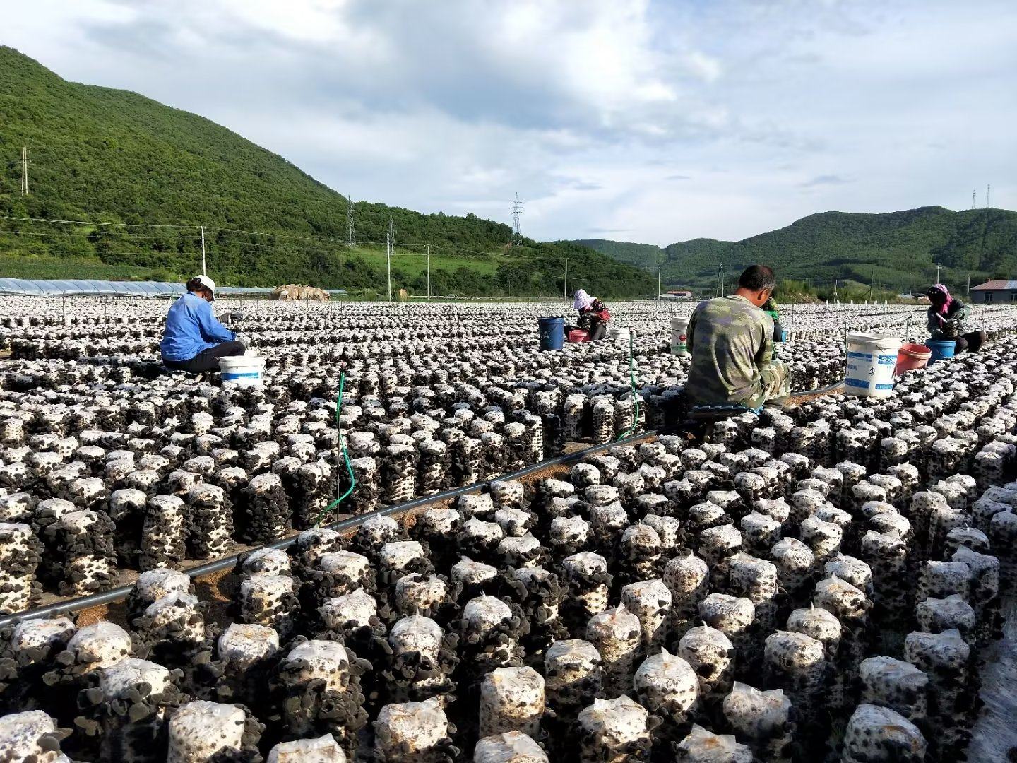 黑木耳种植基地,农民正在林间采摘成熟的黑木耳 黑木耳种植基地