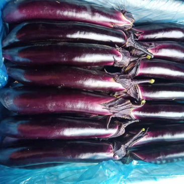 大龙长茄寿光精品蔬菜代收代发欢迎来电