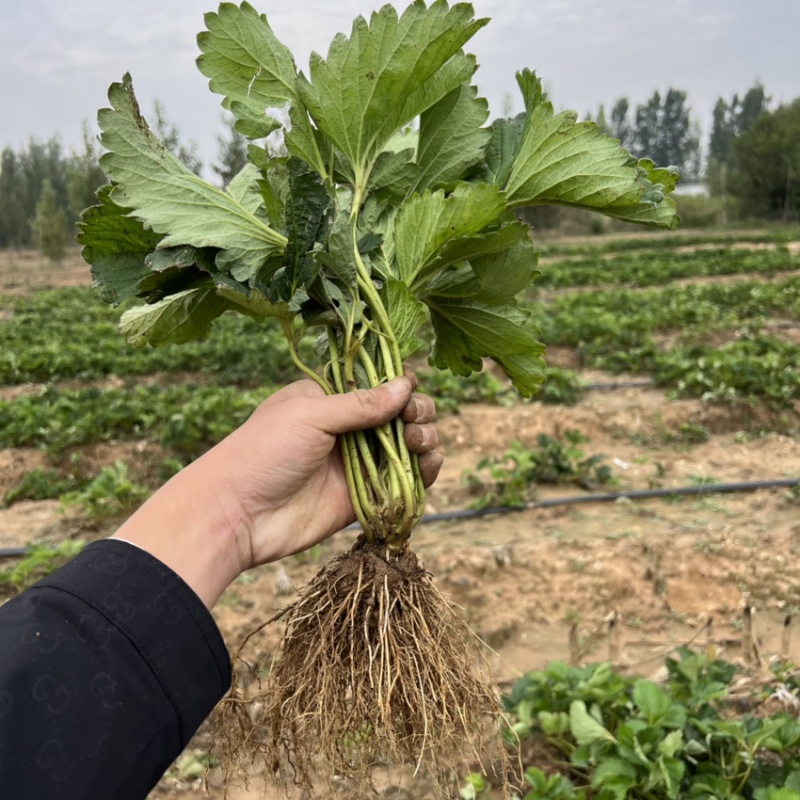 章姬草莓苗脱毒章姬草莓苗甜宝草莓苗根系发达无病害