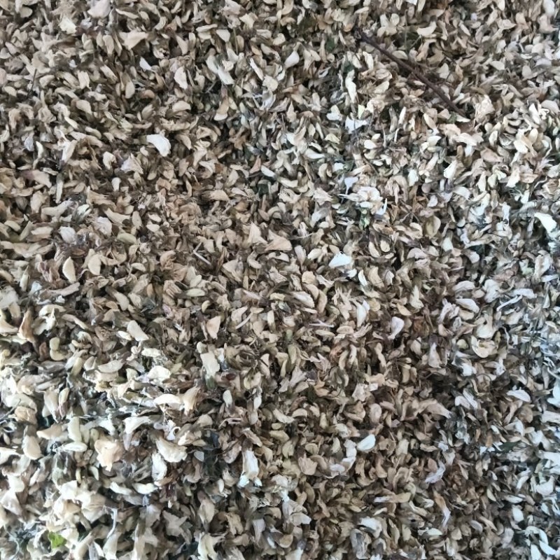批发干杨槐花
