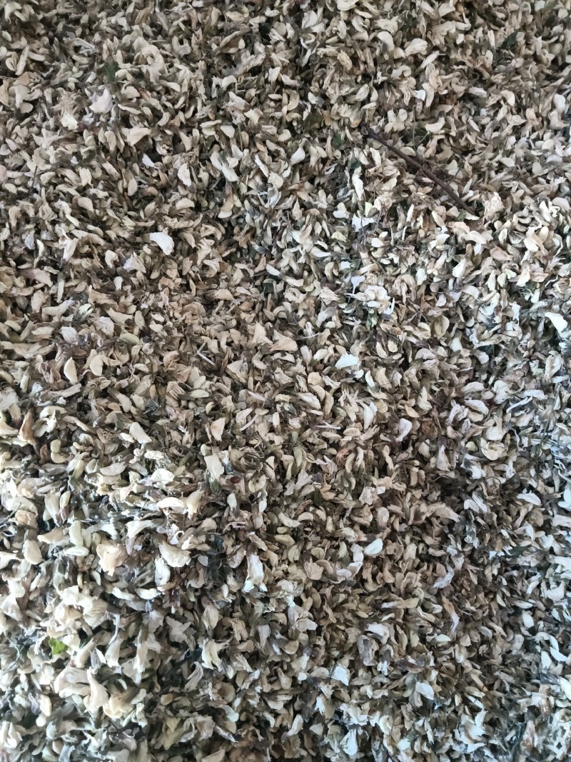 批发干杨槐花