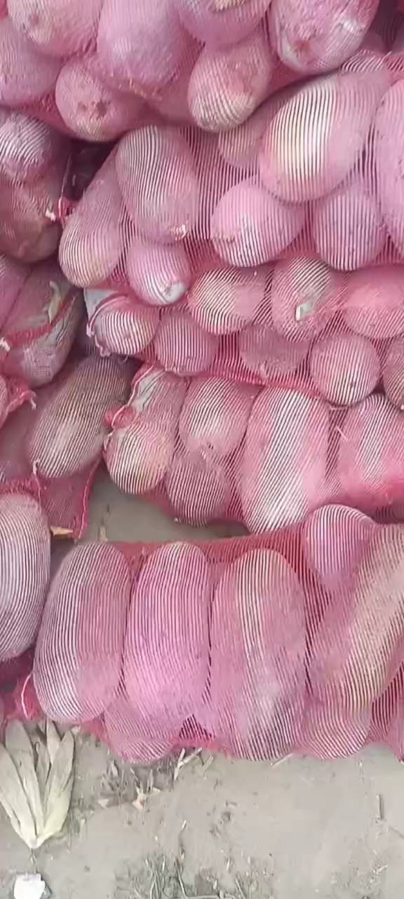 冬瓜水果冬瓜小冬瓜适合电商市场产地直发一手
